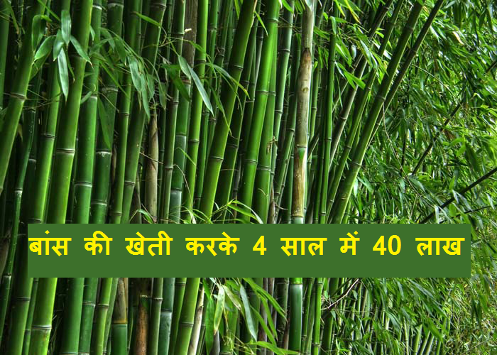 bamboo farming business idea