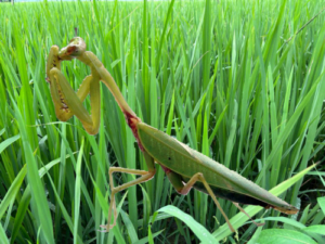 paddy crop insect