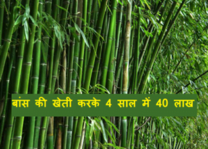 bamboo farming business idea