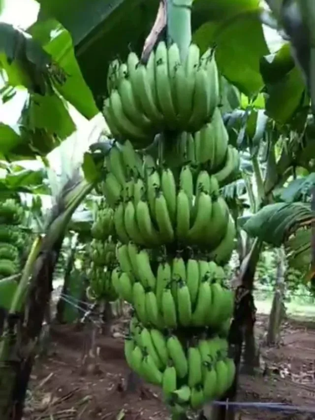 Banana Farming